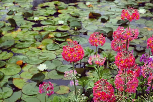 Moisture Loving Plants 20
