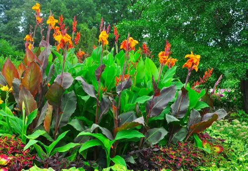 Best Plants for Soggy & Wet Soil 22