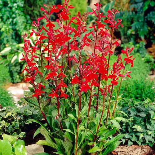 Moisture Loving Plants 8