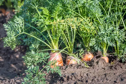 Abundant harvest of fresh veggies, all season long! 18