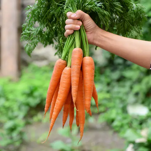 red root vegetables