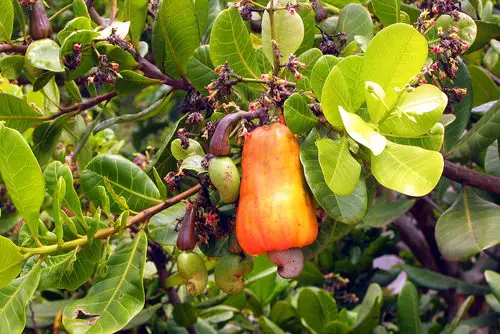 top Unique Fruits from All Over the World