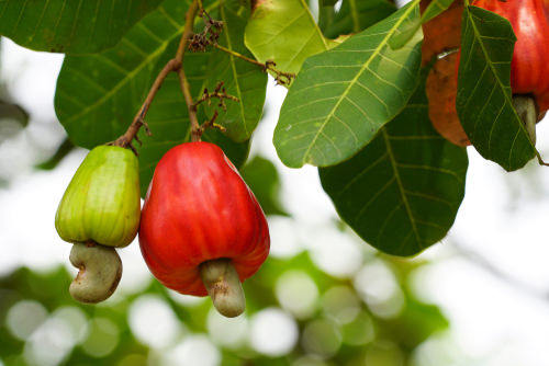 top Unique Fruits from All Over the World