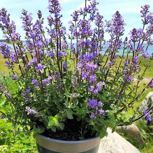 Best Outdoor Purple Plants - Flowers