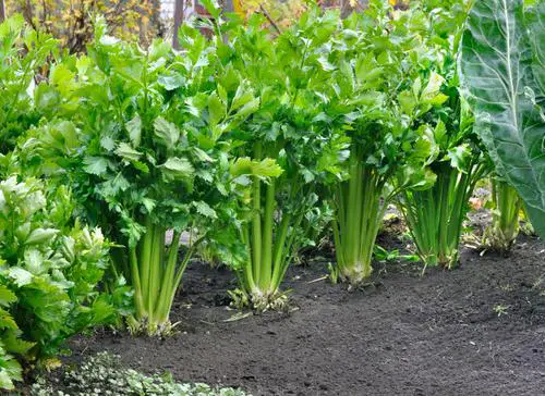 Abundant harvest of fresh veggies, all season long! 10