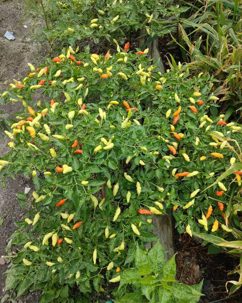 Best Heat Tolerant Vegetables 9