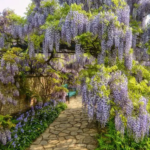 Flowering Vines for Shade #5