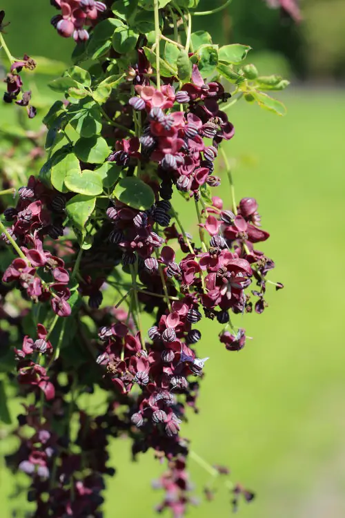 Most fragrant flowers chosen by gardeners. 42