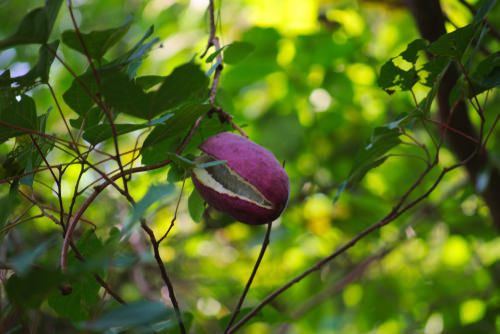 Internationally Originated Exotic Fruits