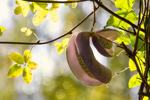Internationally Originated Exotic Fruits