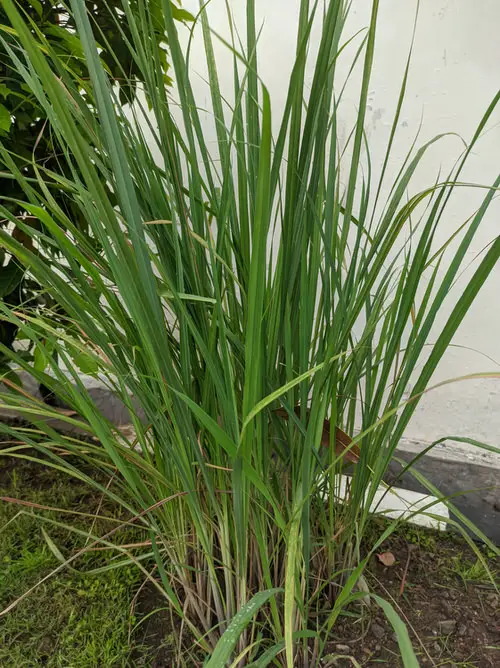 The Best Plants to Keep Lizards Away