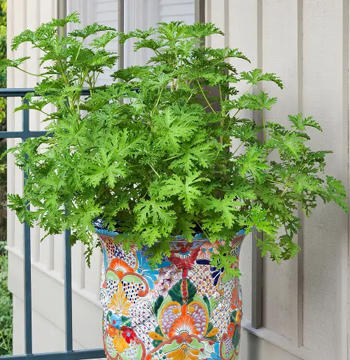 Wasp Repellent Plants 8