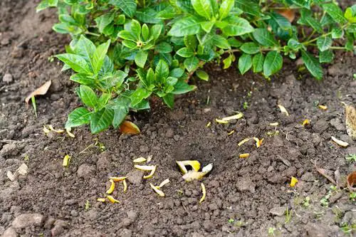 How to Keep Cats Out of the Garden? 3