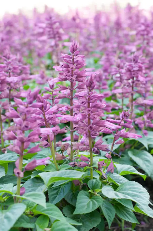Most Fragrant Flowers According to Gardeners 43