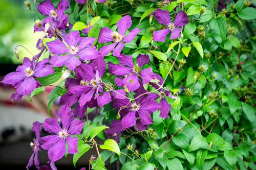 best Flowers and Purple Plants Outside