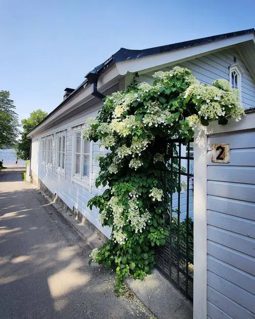 Best Shade Loving Climbers 4