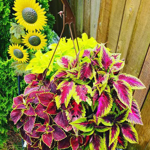 Coleus in Hanging Baskets 6