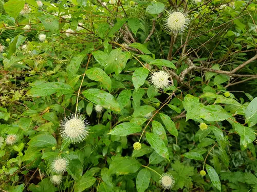 Best Plants for Soggy & Wet Soil 15