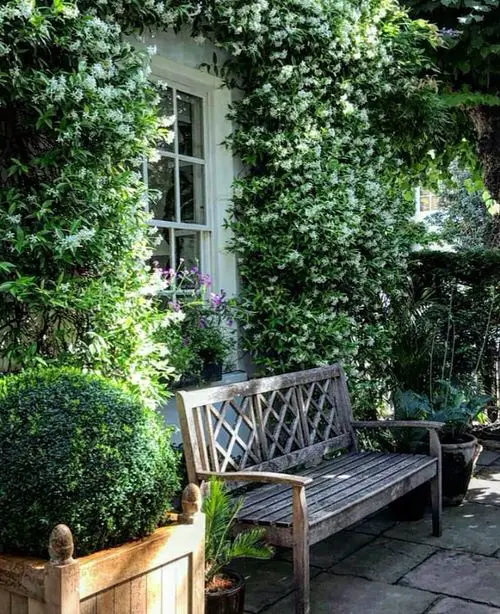 Flowering Vines for Shade #7