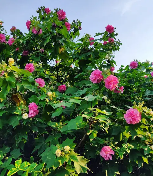Color Changing Flowers 2