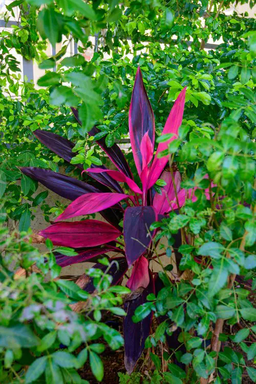 The Most Effective Purple Plants for Outdoor Use