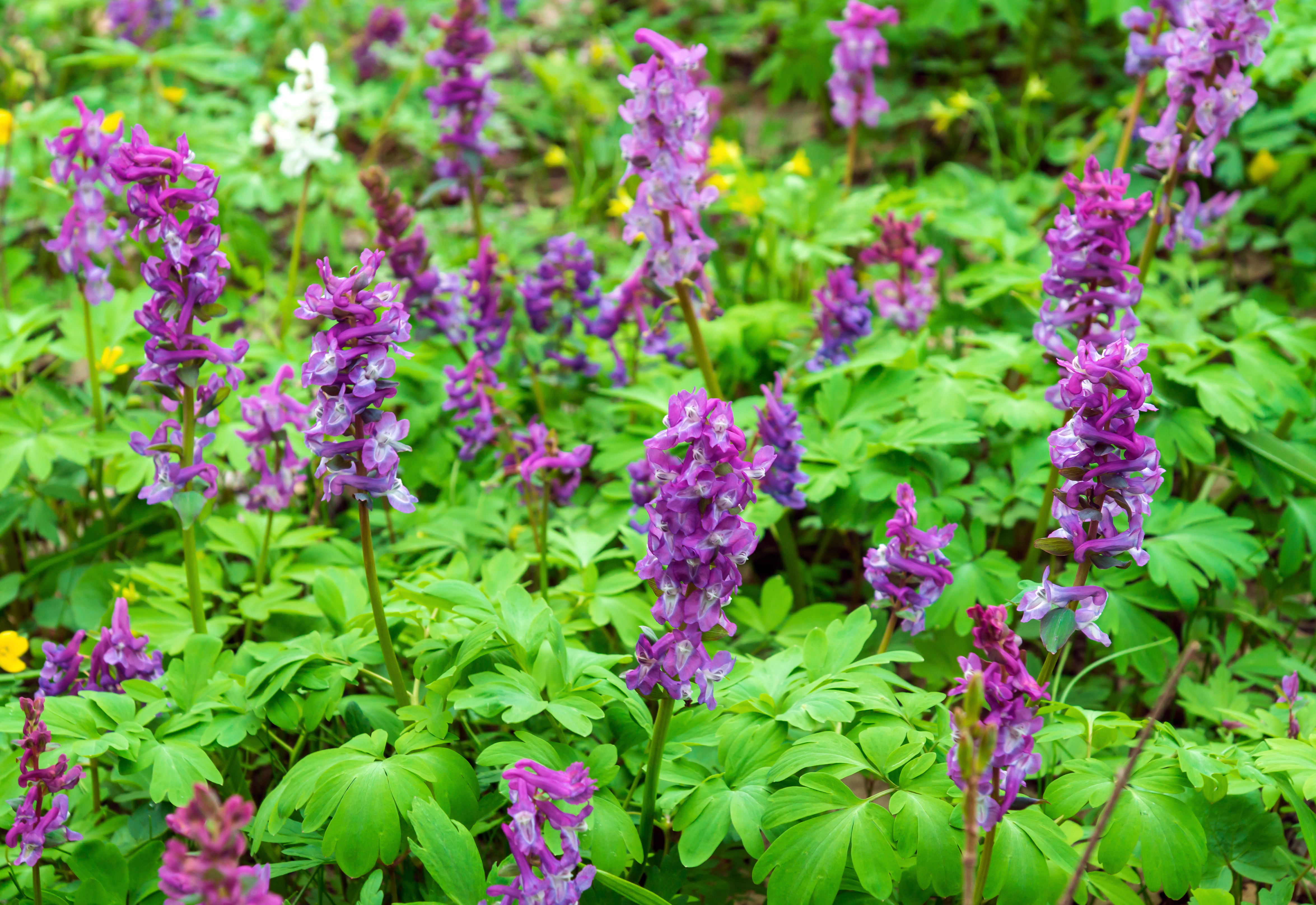 top best Purple Flowers and Plants outside