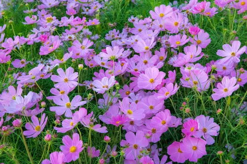 Purple Flowers in garden