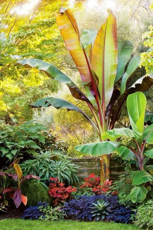 Crazy Tropical Garden Bed Ideas You'd Like to Copy 2