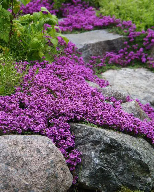 Top Best Grass Alternative Plants