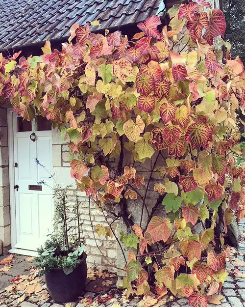 Flowering Vines for Shade #19