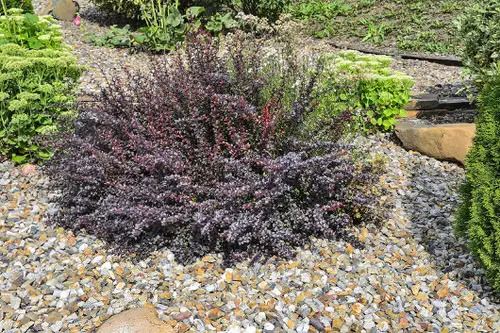 beautiful Outdoor Purple Plants