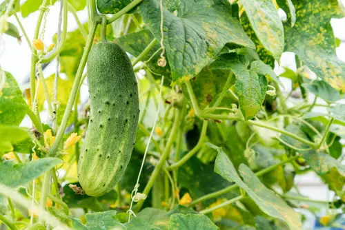 Best Heat Tolerant Vegetables 11