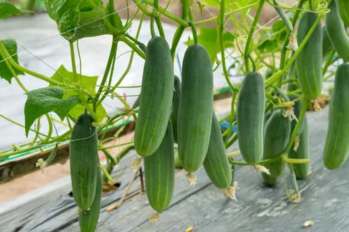 Cucumber Growing Tips