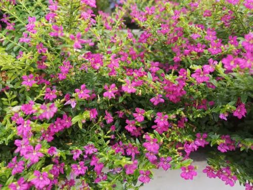 Best Flowers for Full Sunlight