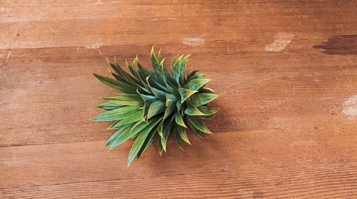 How to propagate pineapple 1