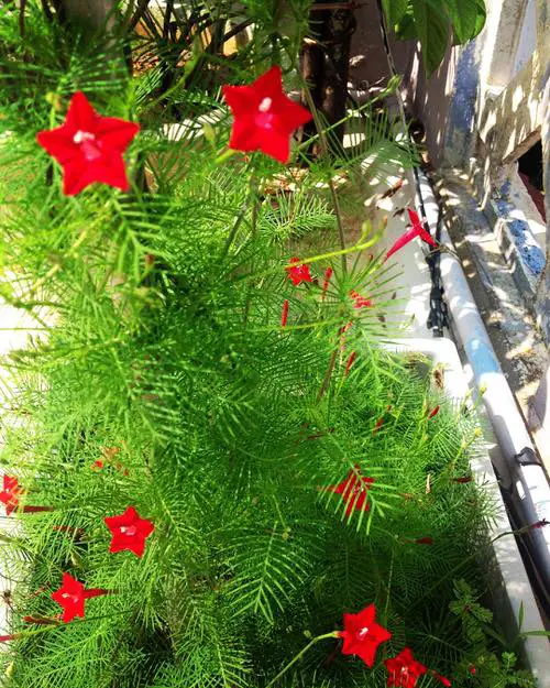 Best Vines for Containers 31