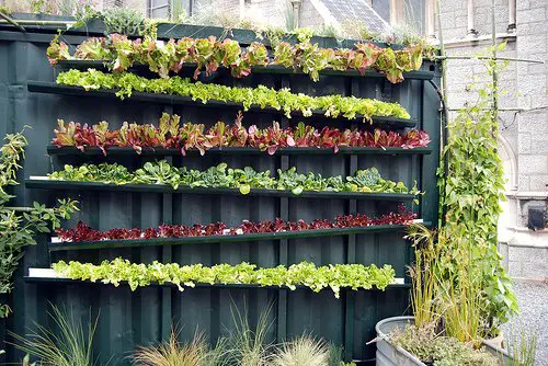 DIY Lettuce Garden Ideas 11