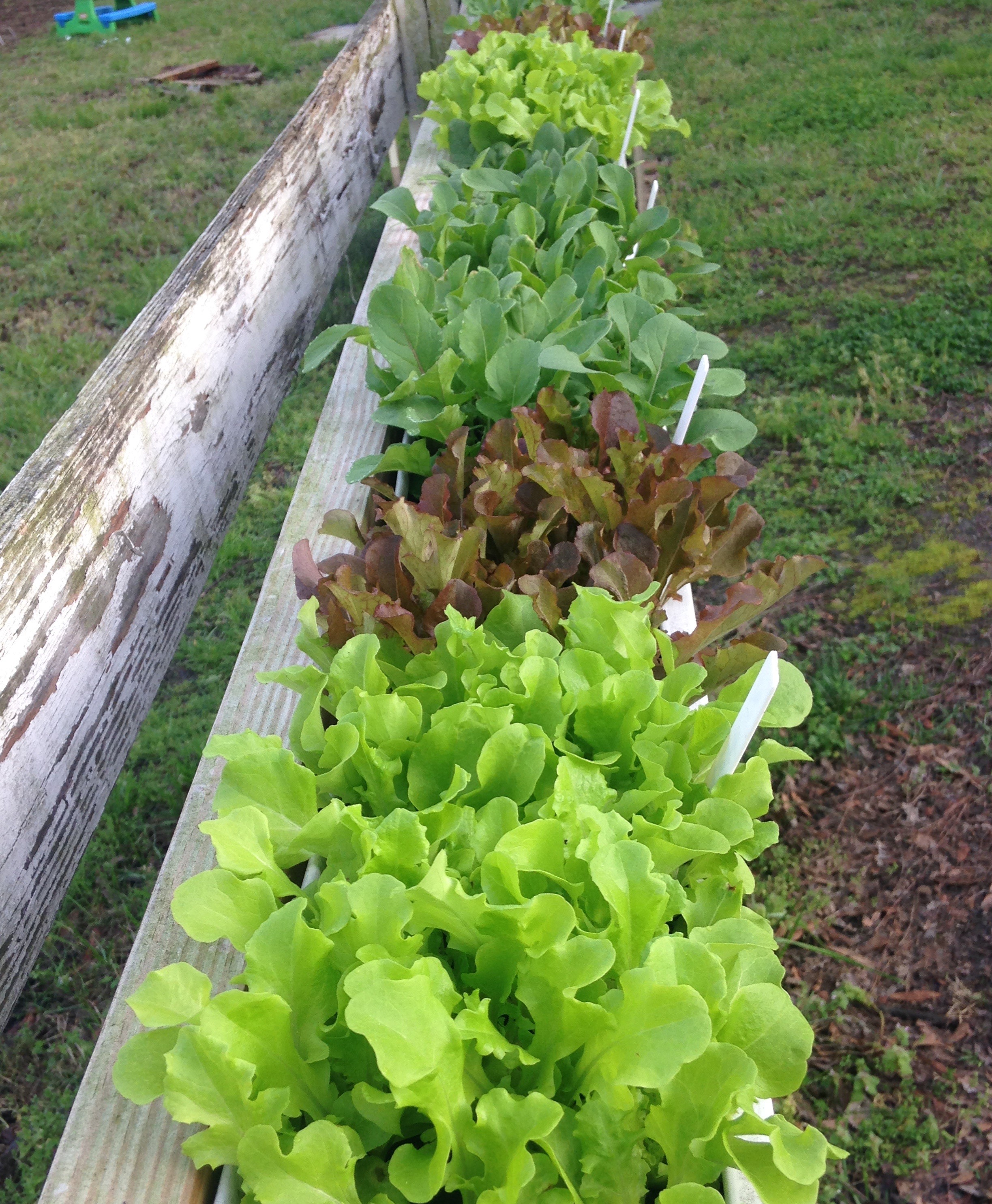 DIY Lettuce Garden Ideas 3