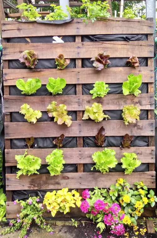 DIY Lettuce Garden Ideas 13