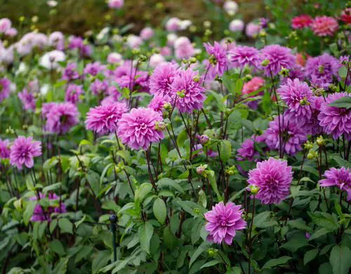 lovely Outside Purple Flowers Plants
