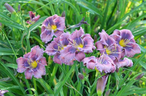 best Purple Flowers and Plants outside
