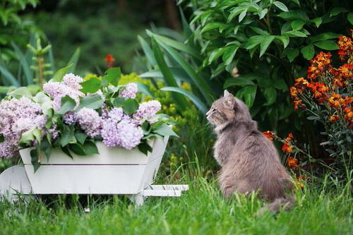 How to Keep Cats Out of the Garden? 13