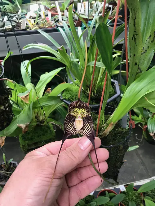 Black Plants and Flowers to Make Your Garden Dramatic 
