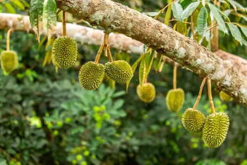 Grow Durian in California
