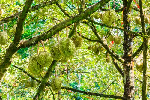 Durian Plant Profile