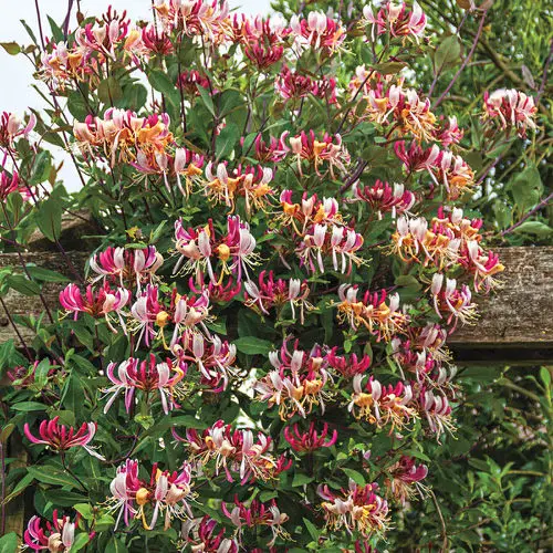 Best Shade Loving Climbers 6