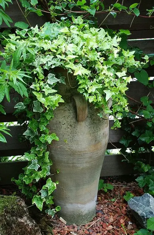 Best Vines for Containers  1