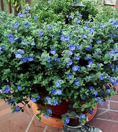 Blue Flower Names with Pictures