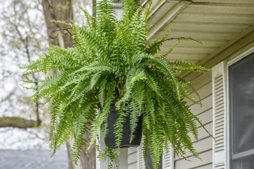 Best Trailing Foliage Plants 3