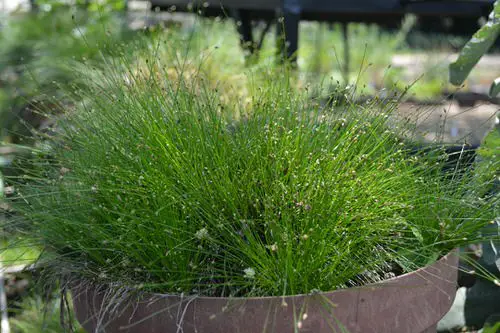 Moisture Loving Plants 16